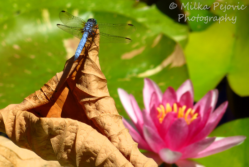 Close-up of a blue dragonfly and pink water lily